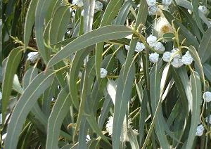 Eucalyptus aïkido Lyon dojo de Tassin 69